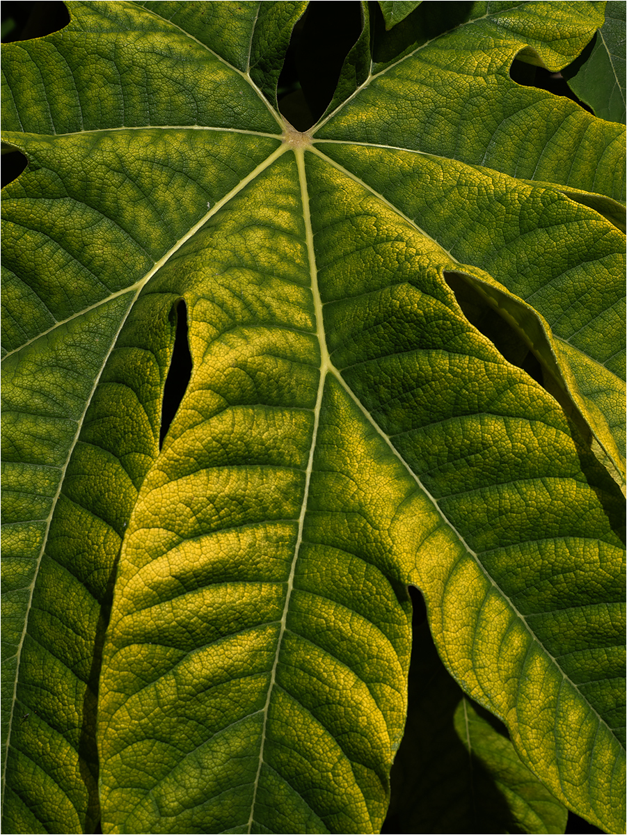 TETRAPANAX PAPYRIFER REX CHINESE RICE PAPER PLANT by Neil Owen